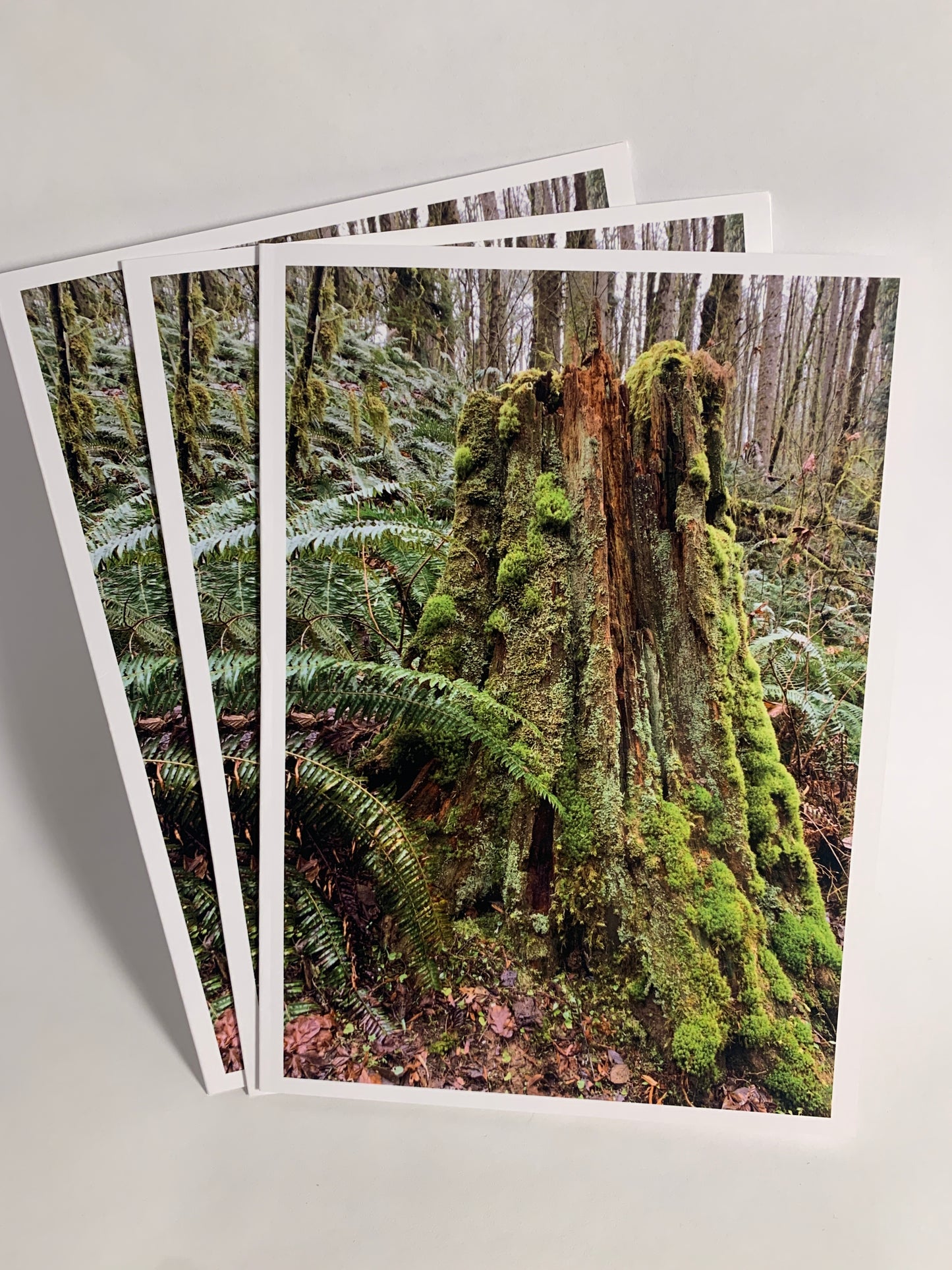 Stump Collection - 12 Pack (3 of each card)