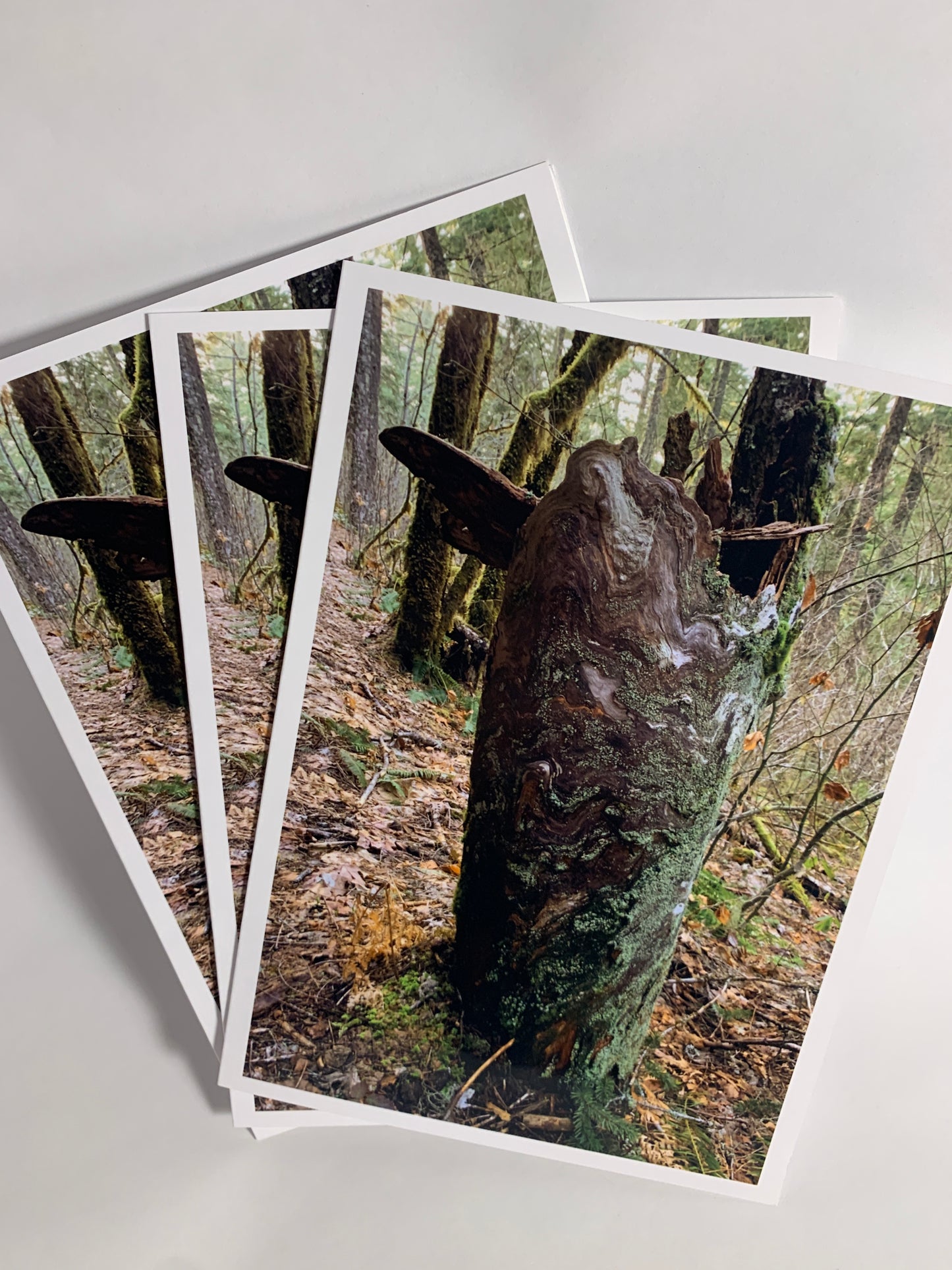 Stump Collection - 12 Pack (3 of each card)