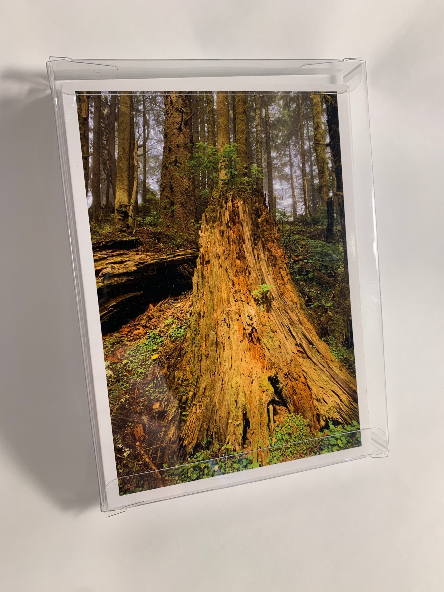 Stump Collection - 12 Pack (3 of each card)
