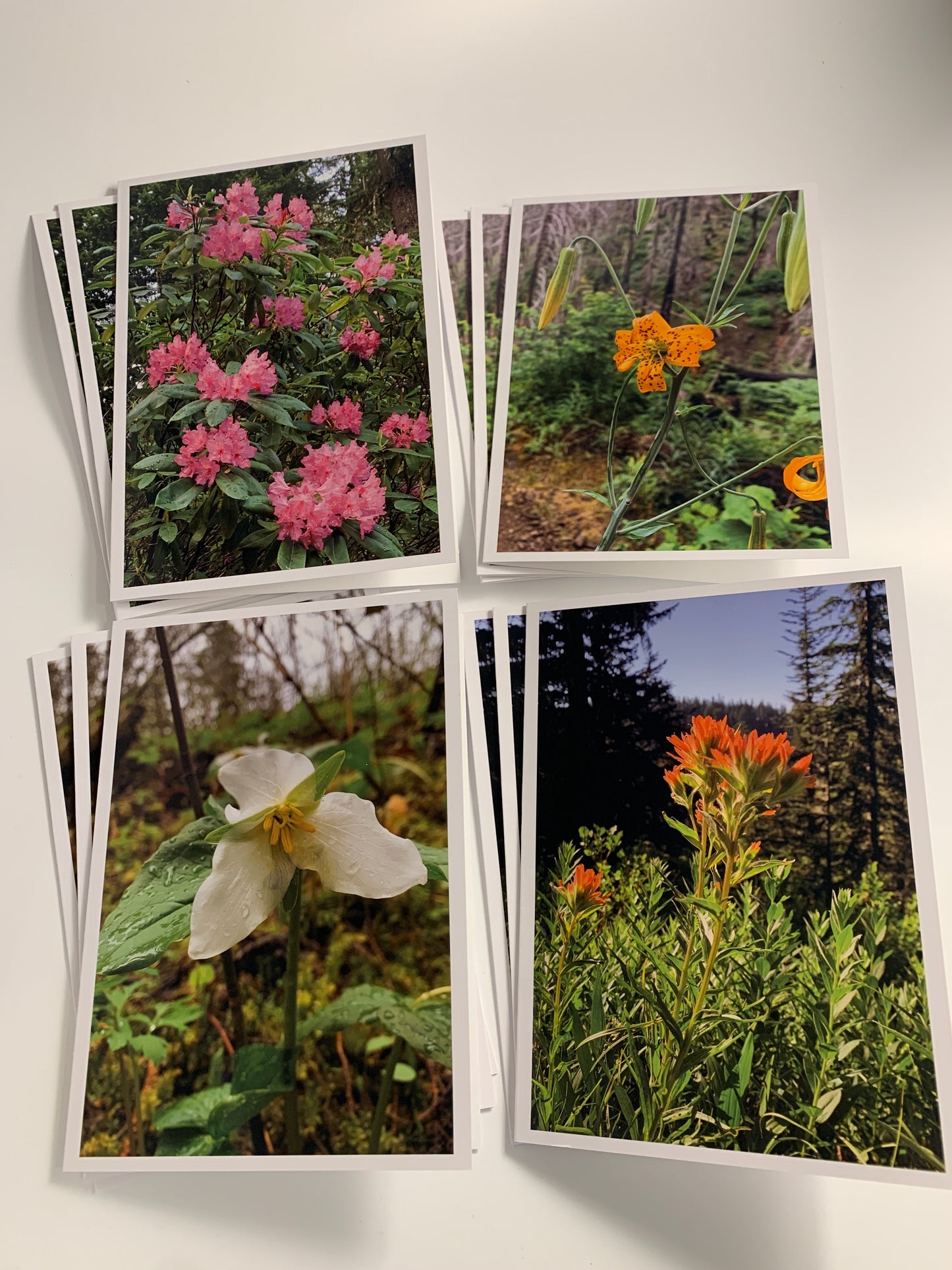 Wildflowers Collection - 12 Pack (3 of each card)