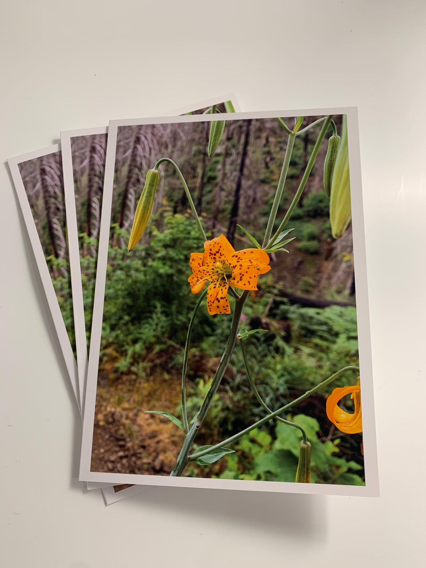 Wildflowers Collection - 12 Pack (3 of each card)