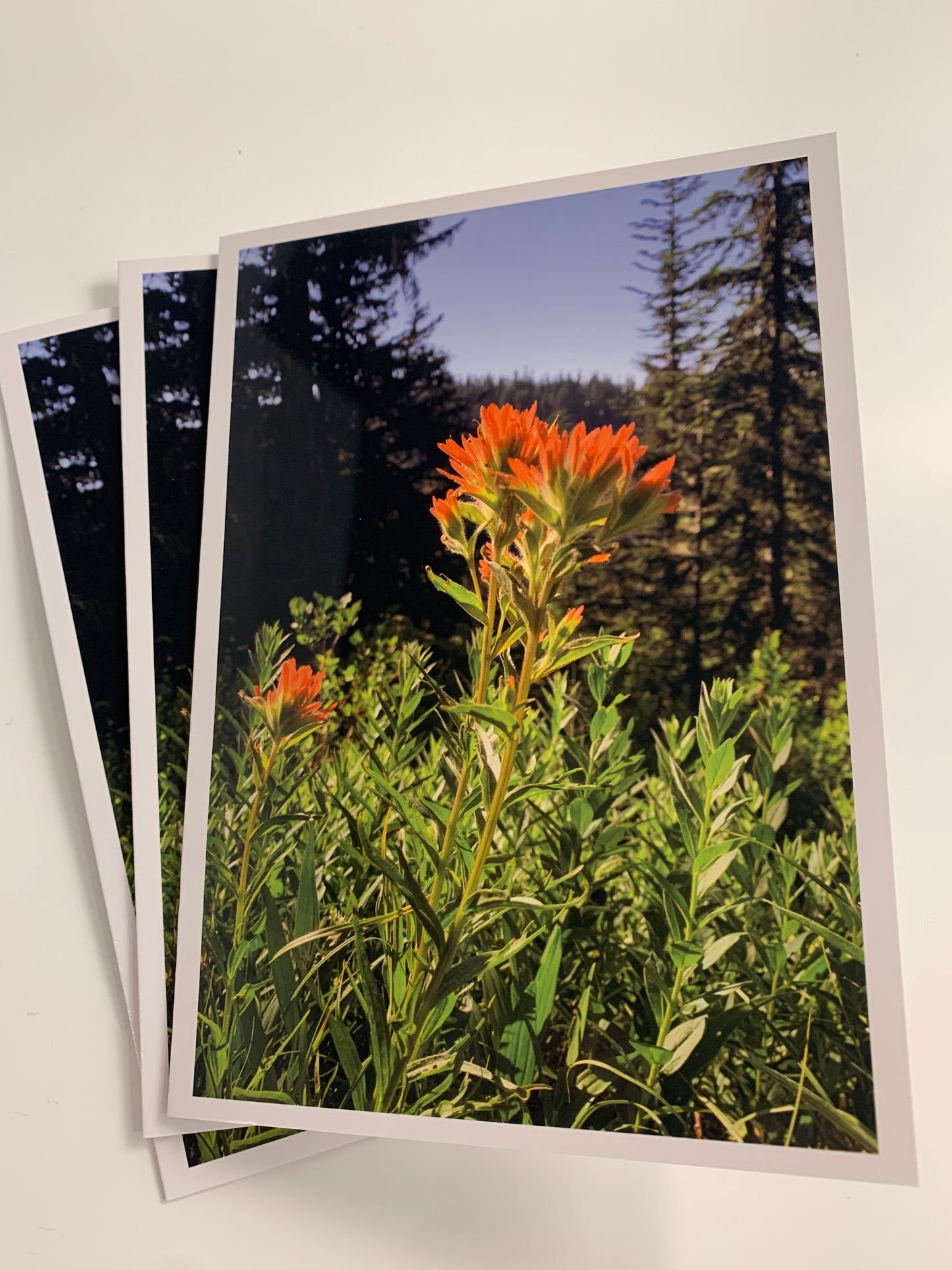 Wildflowers Collection - 12 Pack (3 of each card)