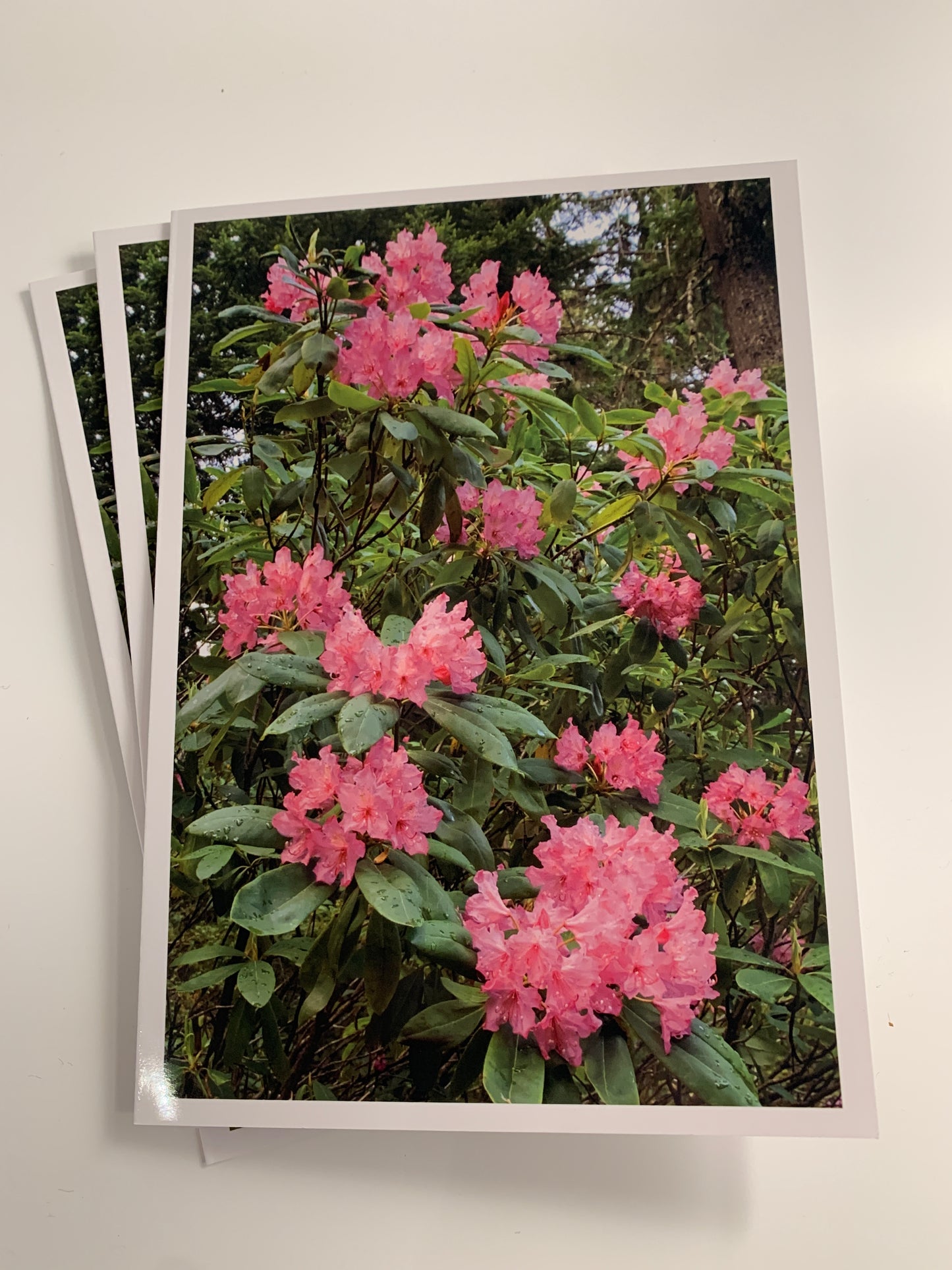 Wildflowers Collection - 12 Pack (3 of each card)