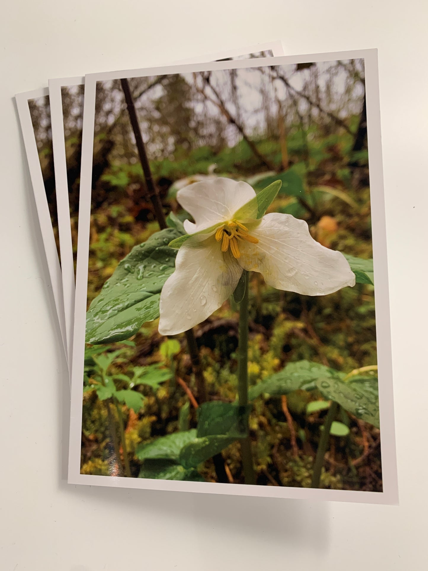 Wildflowers Collection - 12 Pack (3 of each card)